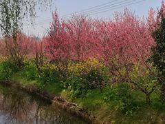 -南汇桃花村