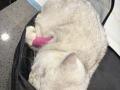 -宠颐生斯嘉宠物医院·急重症·心内科(谷阳北路分院)