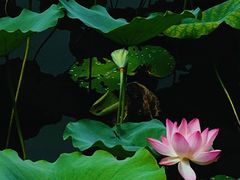 -荔湾湖公园