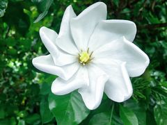 -墨尔本皇家植物园