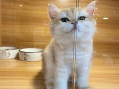 -猫十亿·布偶金渐层·曼基康矮脚猫舍(青年路店)