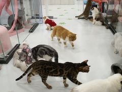 -糯米喵星人·撸猫猫舍咖啡馆(西市场嘉华店)