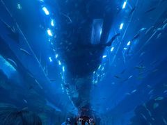-迪拜水族馆及水下动物园