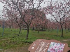 -天适樱花悠乐园