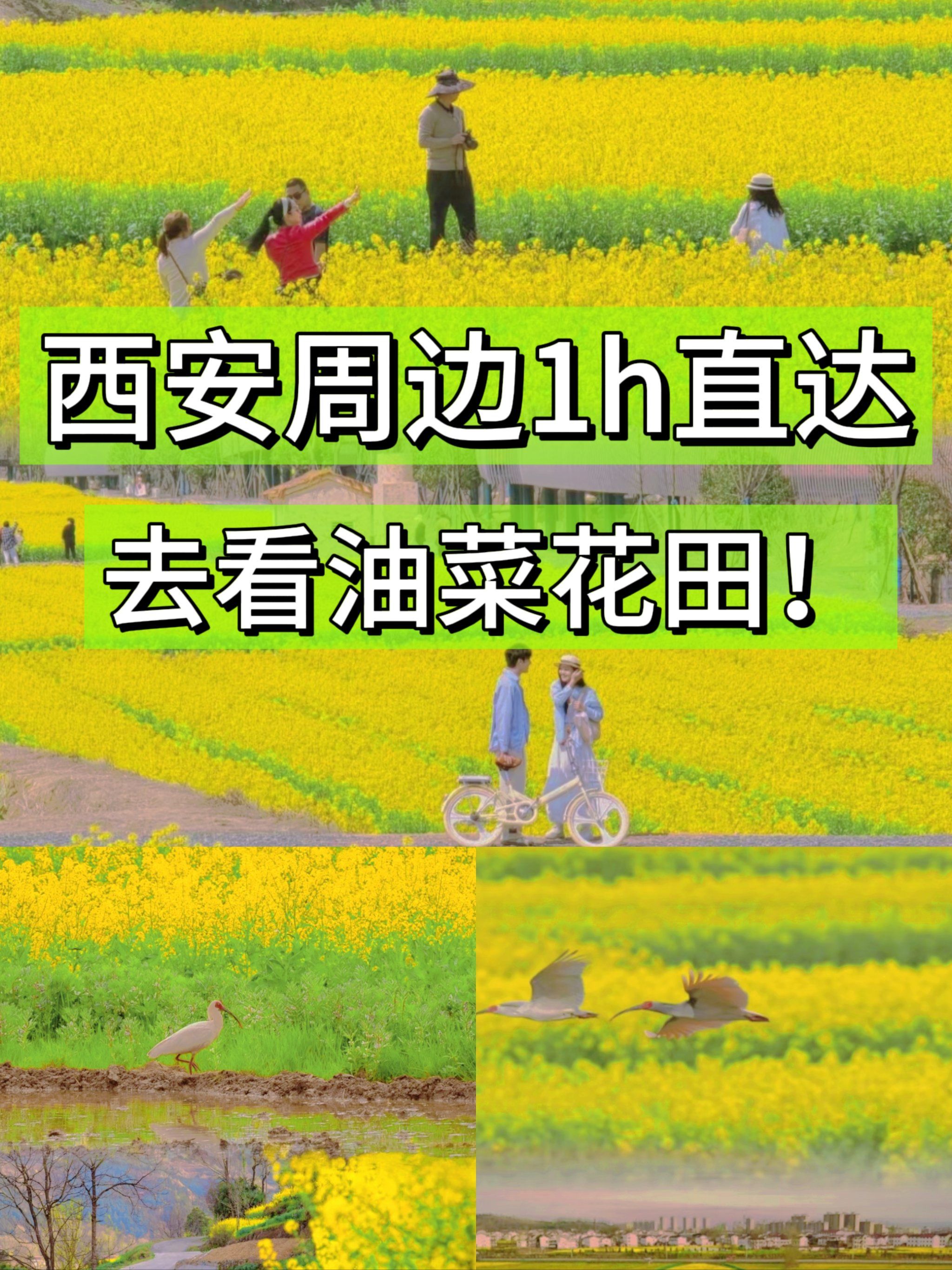 春暖花开,又到汉中油菜花田最佳观赏时间了 最近真的是各种花都