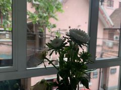 -蝶舍·MAISON PAPILLON