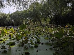 -白塔湖国家湿地公园