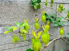 -广州神农草堂中医药博物馆