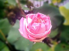 -陈家山荷花公园