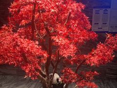 -红辣椒·川菜·火锅(大洋中心店)