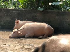 -海南热带野生动植物园
