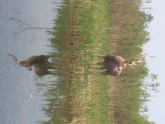 iphone_upload_pic-溱湖国家湿地公园