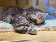 -momokira米努特·德文卷毛猫·棉花面纱犬