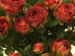 -双季花艺园艺市场(浦东店)