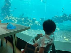 -海棠湾洲际-涛·海底餐厅·美人鱼·自助餐·海底隧道