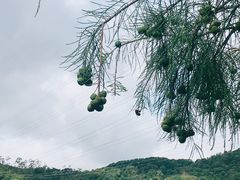 -水濂山森林公园