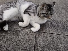 -大米先生(光电园店)