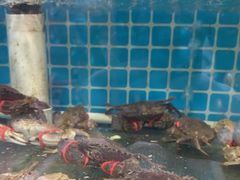 -兆辉木炭海鲜烧烤·海鲜小炒