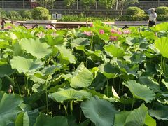 -莲湖公园
