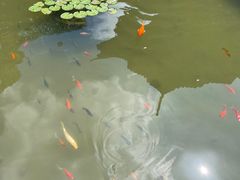 -碧江金楼