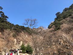 -赵记煎饼卷大葱(泰山大街店)