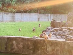 -合肥野生动物园