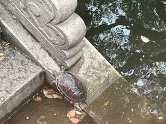 -西园寺素食(西园弄戒幢律寺店)