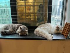 -楼上猫咖(罗湖店)