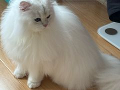 -momokira米努特·德文卷毛猫·棉花面纱犬