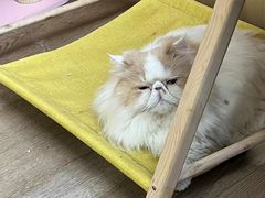 -MOCHA明星猫咖(田子坊店)