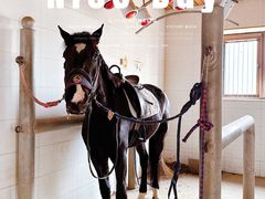 -北京群众马术培训基地