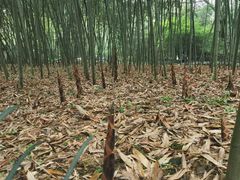 -兰亭风景区