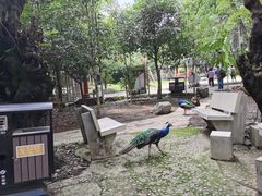 -瑞丽独树成林风景区