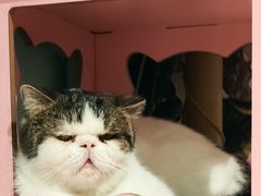 -猫小院猫主题餐厅(三里屯店)