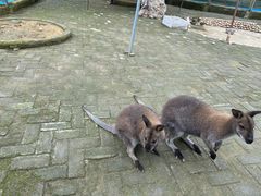 -武汉紫薇都市田园