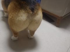 -宠福鑫康馨动物医院·骨科·眼科