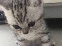 -猫大福·Fortune Cat猫舍(百子湾店)