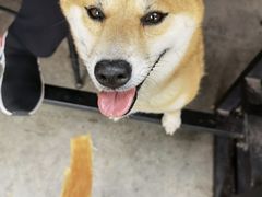 -柴犬高等学院·狗咖·柴犬售卖·宠物训练