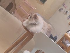 -藏猫猫咖啡主题馆(中央大道店)