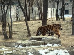 -北京野生动物园