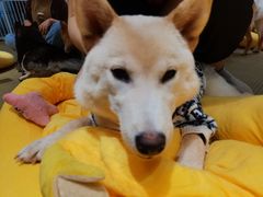 -逗柴咖啡屋·狗咖猫咖宠物桌游