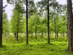 -黄海国家森林公园