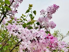 -永定河休闲森林公园