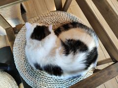 -Cappucimeow猫咪咖啡馆(韦伯时代店)