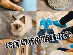 -楼上猫咖(罗湖店)