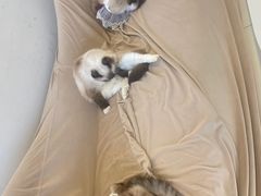 -怪兽屋·羊驼·猫咖·狗咖(俊华广场店)