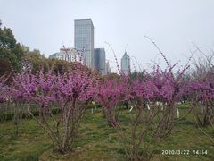 -中央公园(苏州工业园区)