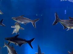 -福州罗源湾海洋世界旅游区