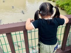 -中国扬子鳄村