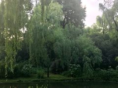 -柳浪闻莺公园